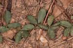 Creeping lespedeza